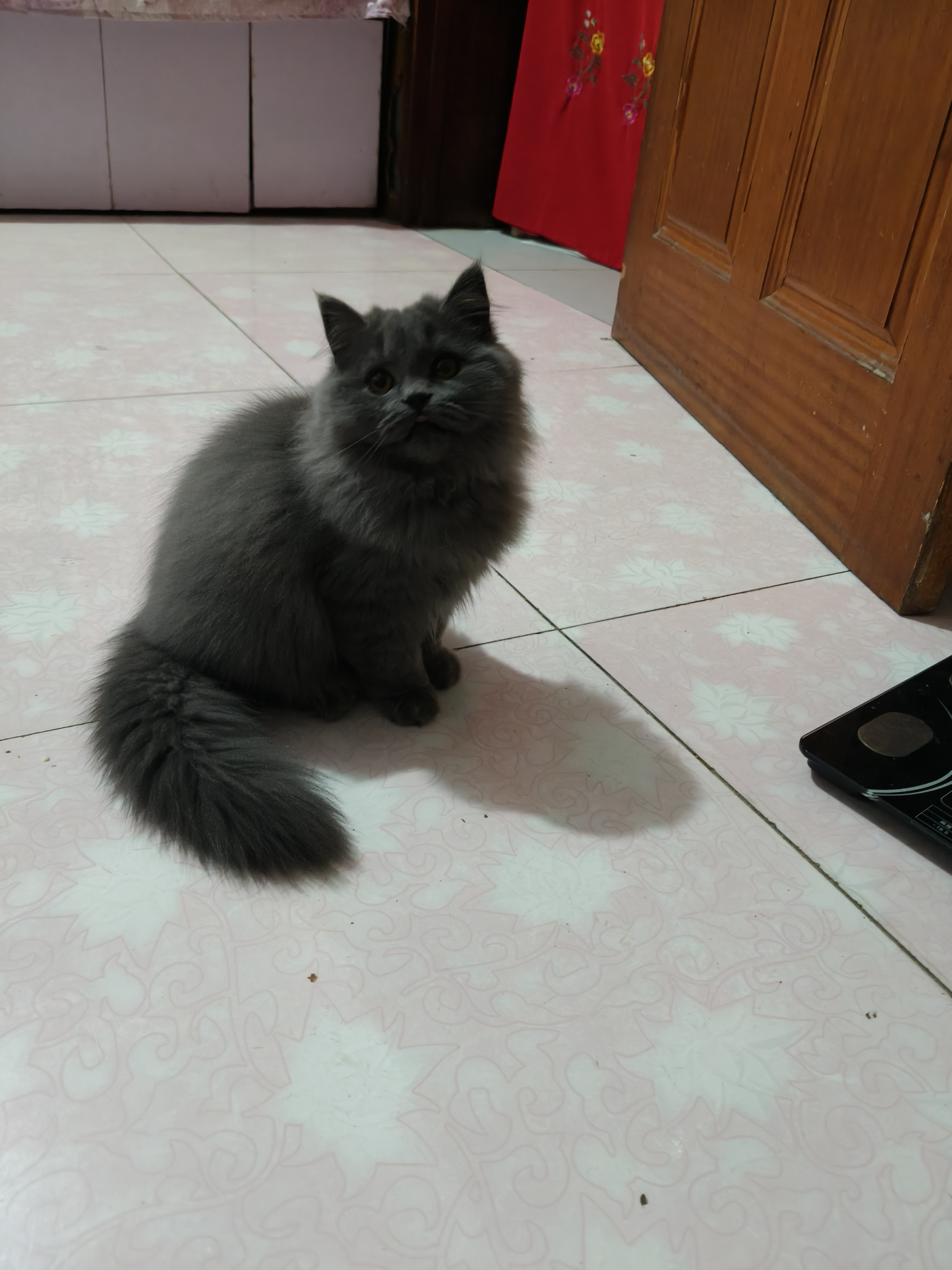 蓝猫高地妹妹，五个月喜欢的联系！